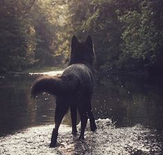 a black dog standing in the middle of a body of water with trees behind it