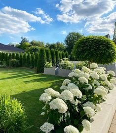 white flowers in the middle of a green yard