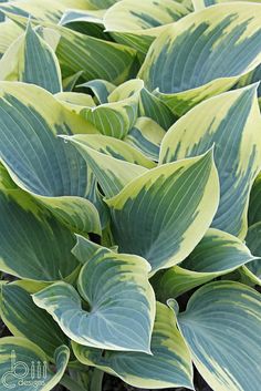 green and white leaves are growing in the garden