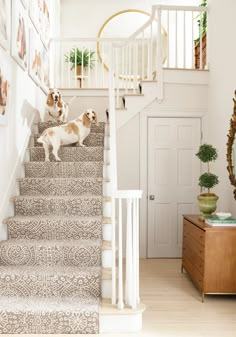 two dogs are standing on the stairs next to each other