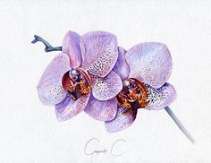 a drawing of two purple orchids on a white background