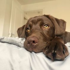 a close up of a dog laying on a bed with its paw on the pillow