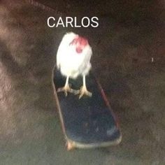 a chicken sitting on top of a skateboard in the dark with caption that reads, carlos