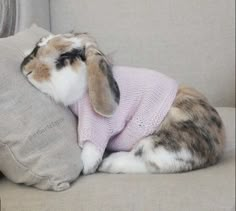 a rabbit wearing a sweater sitting on top of a couch