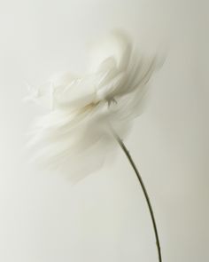 a white flower that is in the middle of some kind of blurry photo,