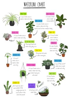 an illustrated guide to indoor plants that are easy to grow and keep in the house