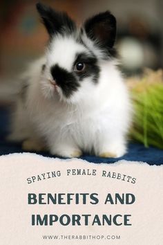 a black and white rabbit sitting on top of a blue blanket with the words saying, staying female rabbits benefits and importance