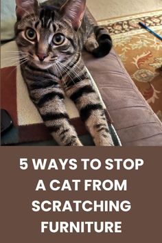 How to Stop a Cat from Scratching Furniture Train A Cat, Cat Behavior Problems, Cat Biting, Loving Animals, Cat Sitter, Owning A Cat