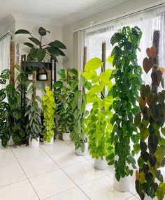 a room filled with lots of different types of plants in white vases next to each other