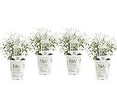 four clear glass vases with baby's breath flowers in them