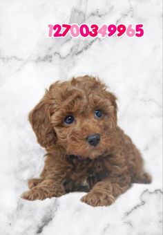 a small brown dog laying on top of a white marble floor next to a pink sign