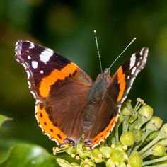 an orange and black butterfly sitting on top of a green plant