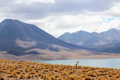 an animal standing in the middle of a dry grass field with mountains in the background