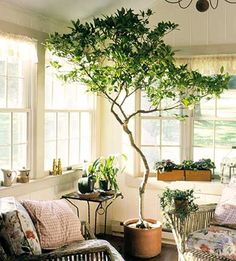 a living room filled with furniture and a potted tree