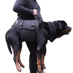 a man carrying a large black and brown dog