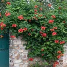 Orange Trumpet Climbing Vine 4' in Pot - Etsy Evergreen Climbers, Fast Growing Evergreens, Trumpet Vine, Garden Care, Climbing Plants, Garden Bench, Creepers, Clematis