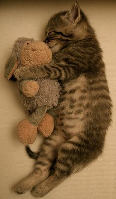 a cat laying on its back with a stuffed animal