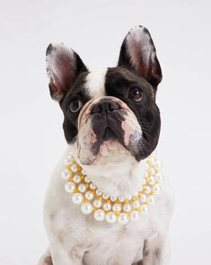 a black and white dog wearing a pearl necklace