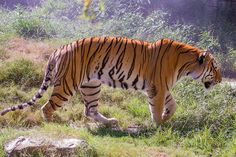 a large tiger walking across a lush green field