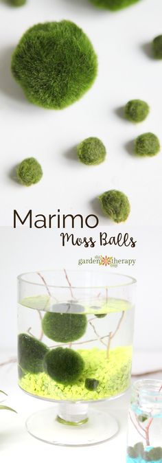 moss balls are floating in a glass bowl