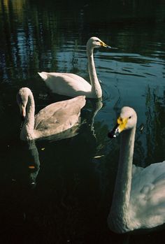 two swans are swimming in the water together