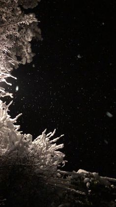 snow covered trees at night in the dark