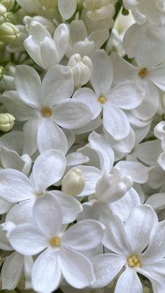 white flowers with yellow centers are shown in close up