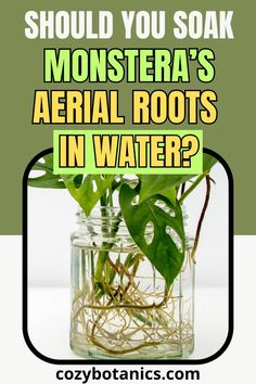 a jar filled with water and plants on top of a white table next to the words, should you soak monstera's aerial roots in water?