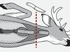 an animal's skull is shown with two arrows pointing towards it