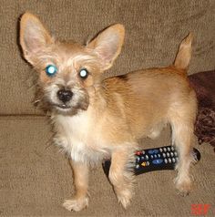 a small dog with blue eyes standing on a couch