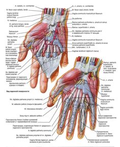 the anatomy of the hand and wrist showing muscles, tendils, and carpulas