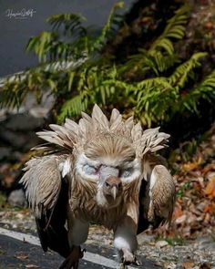 an owl is walking down the road with its head in it's hands