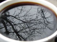 the reflection of trees in a cup of coffee