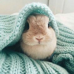 a brown and white rabbit under a blanket on top of a bed with it's head peeking out