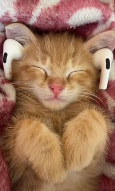 Cute Small Animals, Silly Cats Pictures, Cute Cats Photos, Silly Animals, Cat Aesthetic, Cute Animal Photos, Funny Cute Cats