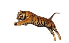 a tiger jumping in the air with it's front paws on its hind legs