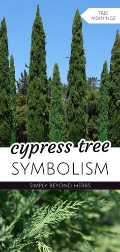 trees with the words cypress tree symbol in front of them and an image of some evergreens