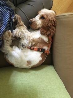 a brown and white dog laying on top of a couch