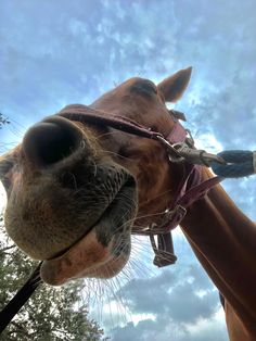 a close up view of the nose of a horse