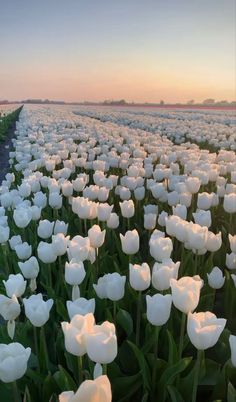 rows of white tulips in a field at sunset