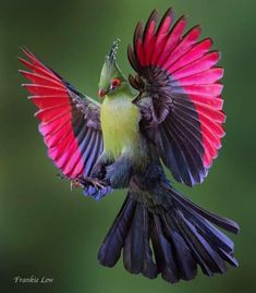 a colorful bird flapping its wings in the air