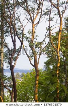 trees in the forest with blue sky and water behind them, viewed through the branches