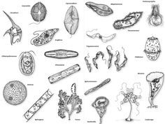 an image of different types of plants and their roots in black and white ink on paper