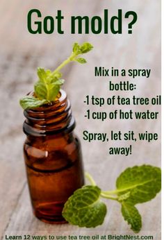 a bottle with a sprout growing out of it and the words, got mold? mix in a spray bottle 1 cup of tea tree oil