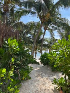 the path to the beach is lined with palm trees and tropical vegetation, along with white sand