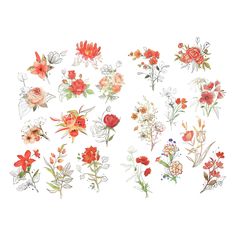 an assortment of flowers are shown on a white background, including red and orange blooms