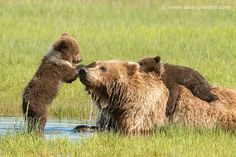 two brown bears are playing in the water