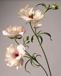 three white flowers are in a vase on a gray table top, with green stems