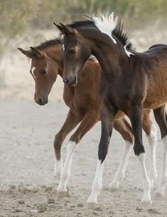 two horses are running in the sand together