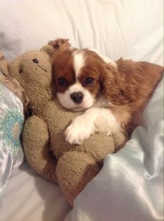 a small brown and white dog laying on top of a teddy bear in a bed